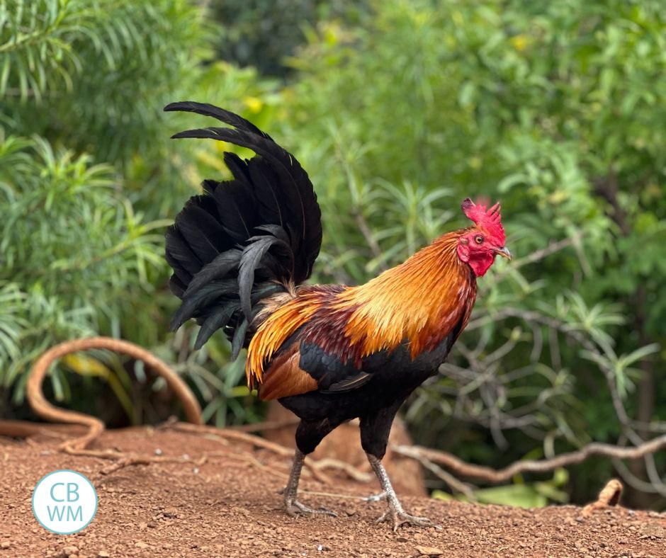 Rooster walking in Kauai